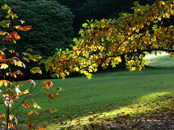 Bois des moutiers fall 2012 (66)